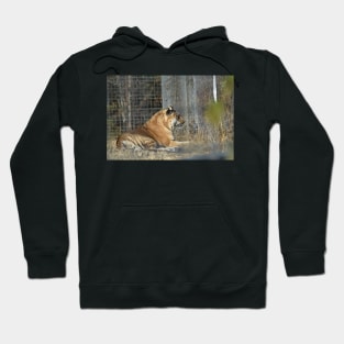 Big Cat Hybrid Hoodie